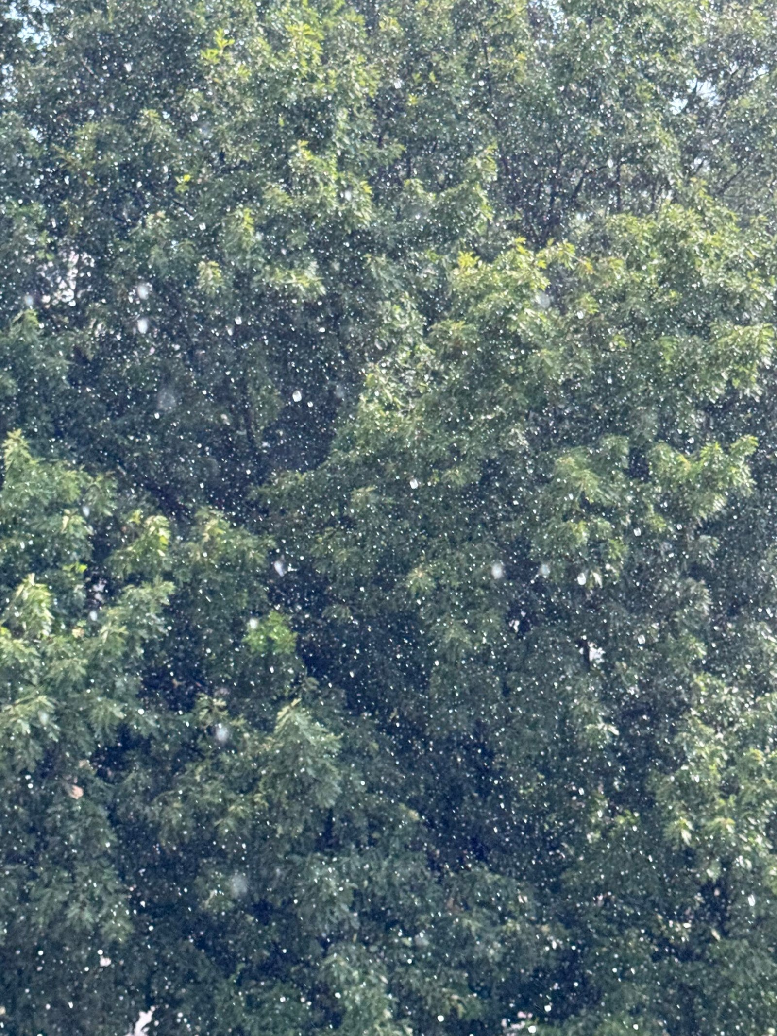 Photo 28-07-2025, 17 50 59