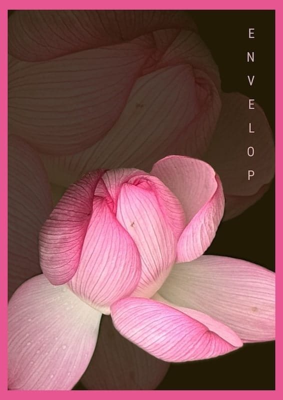 Envelop-Deep-Lotus