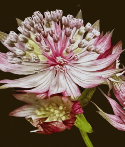 2SLIDER FOR PRODUCT PAGE