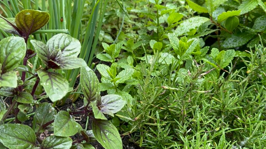 Photo 20 05 2024 18 31 38