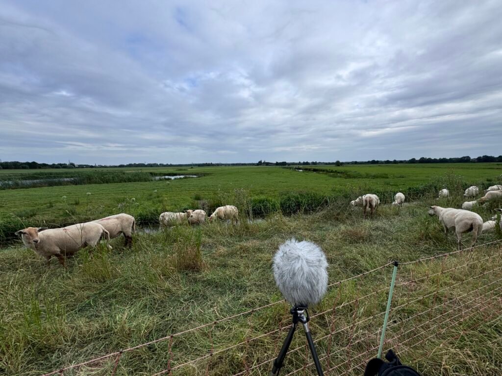 recording sheep sounds